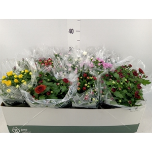 Chrysanthemum   ..mix 6
