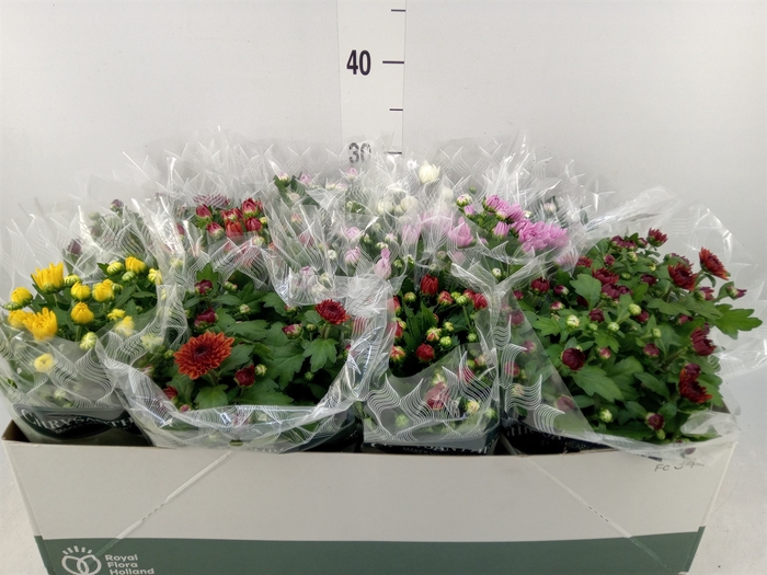<h4>Chrysanthemum   ..mix 6</h4>
