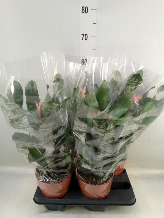 <h4>Aechmea   ...</h4>