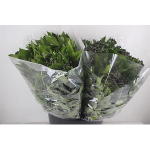 Hedera Berry 200gr P Bunch