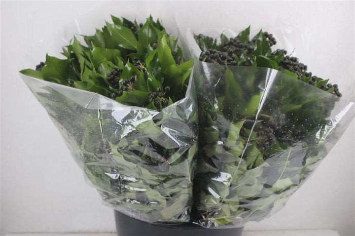 <h4>Hedera Berry 200gr P Bunch</h4>