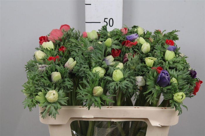 <h4>Anem Co Mar Gem</h4>