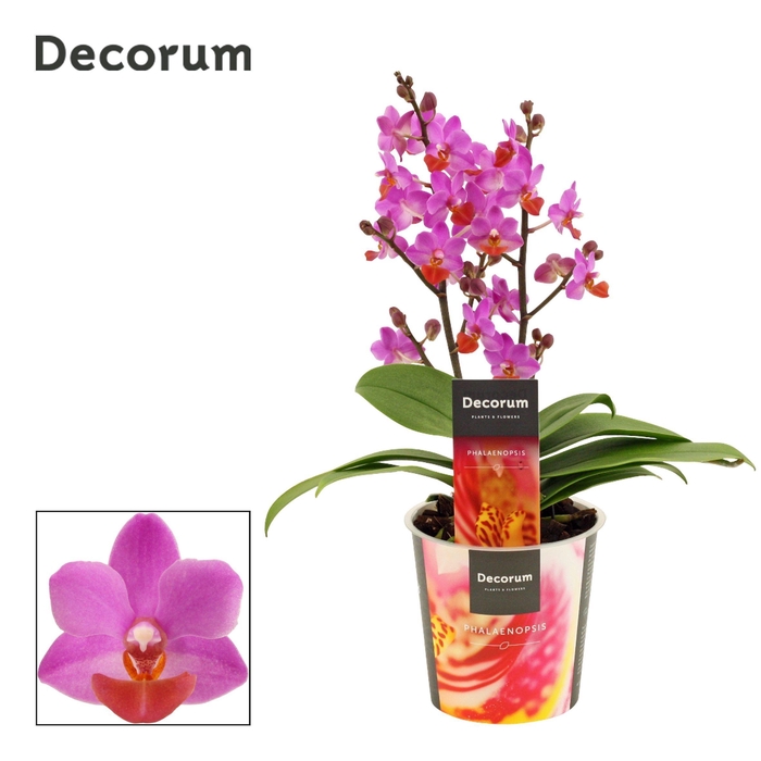 <h4>Phalaenopsis Table Mystery 2+ tak (Decorum)</h4>