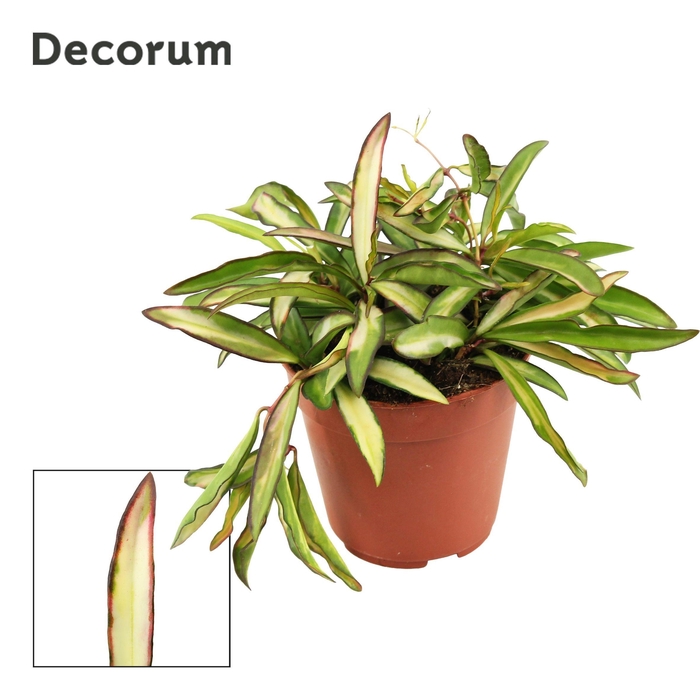 <h4>Hoya Wayetti 12 cm Tricolor (Decorum)</h4>