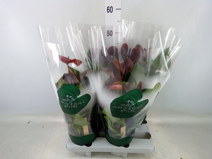 <h4>Anthurium andr. 'Essencia'</h4>