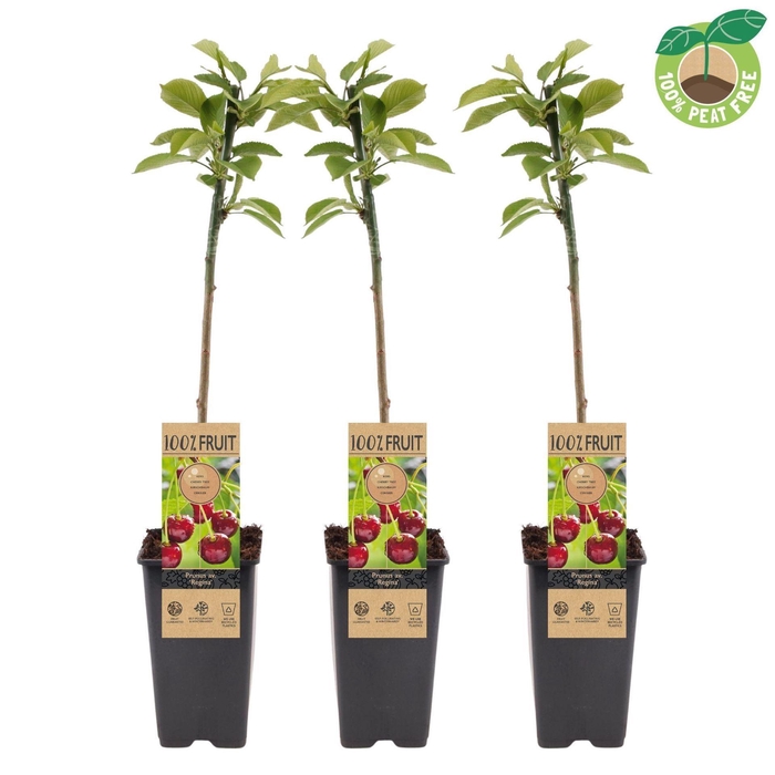 <h4>Prunus avium</h4>