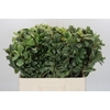 Pittosporum Ilan