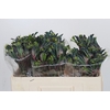 Anigozanthos Bush Blitz