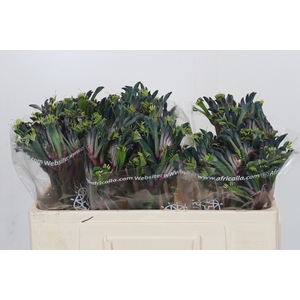 Anigozanthos Bush Blitz