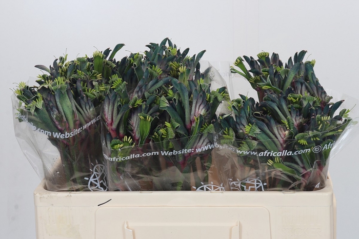 Anigozanthos Bush Blitz