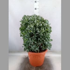 Crassula arborescens 'Curly'