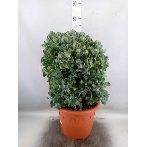 Crassula arborescens 'Curly'