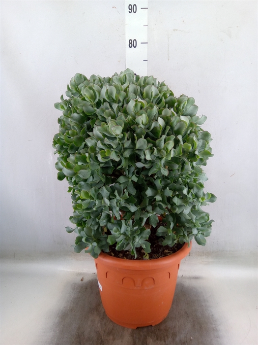 <h4>Crassula arborescens 'Curly'</h4>