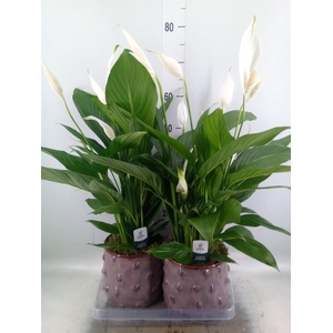 Spathiphyllum  'Bingo Cupido'