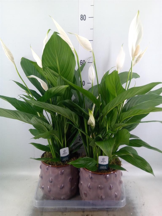<h4>Spathiphyllum  'Bingo Cupido'</h4>