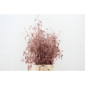 Elzenprop Ant. Pink per bunch