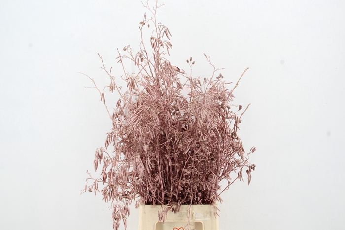 <h4>Elzenprop Ant. Pink per bunch</h4>