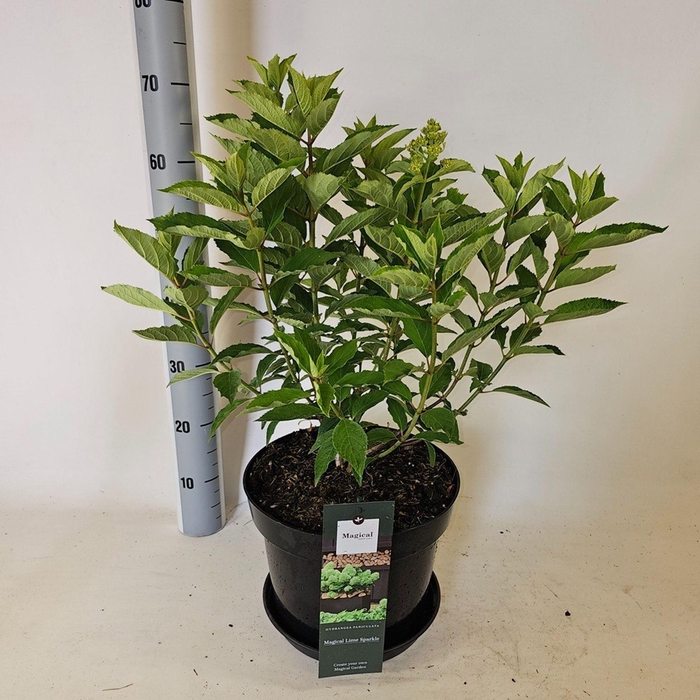 <h4>Hydrangea paniculata</h4>