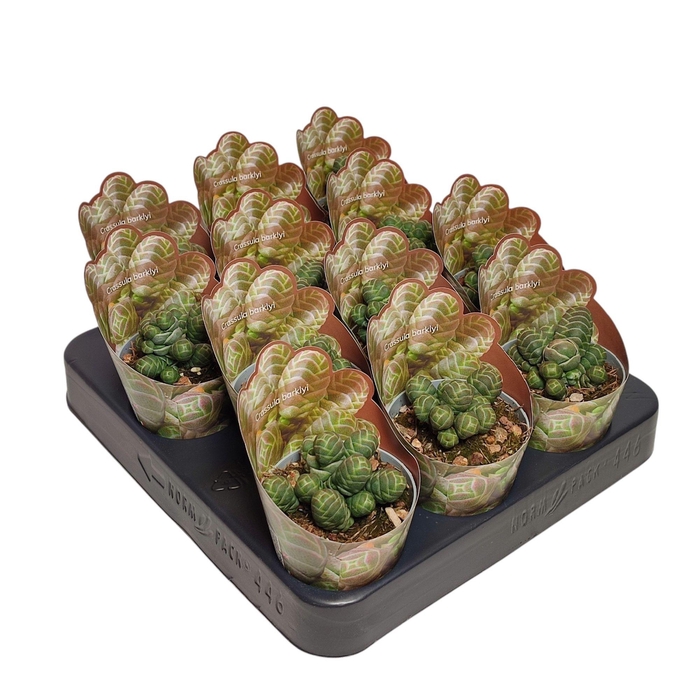 <h4>CRASS OVERIG</h4>