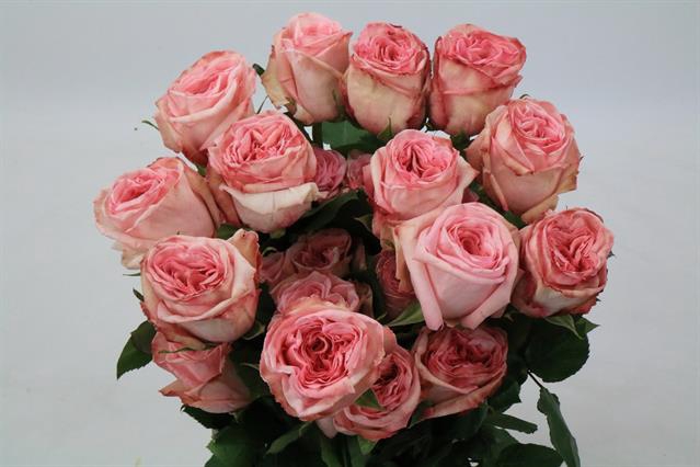 <h4>Rosa ec garden pink o hara</h4>