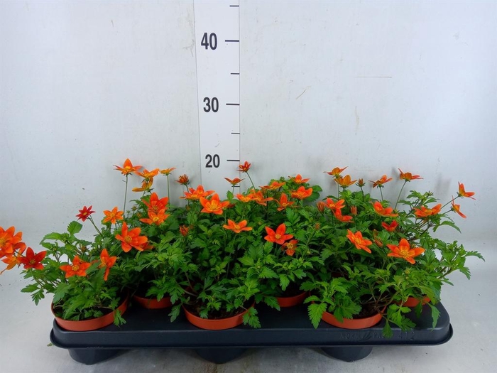 <h4>Bidens   ...</h4>