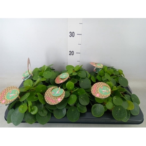 Pilea peperomioides