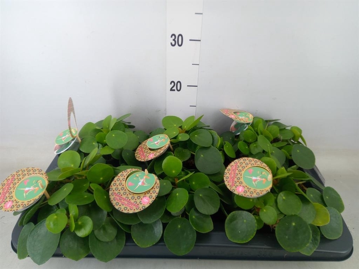 <h4>Pilea peperomioides</h4>