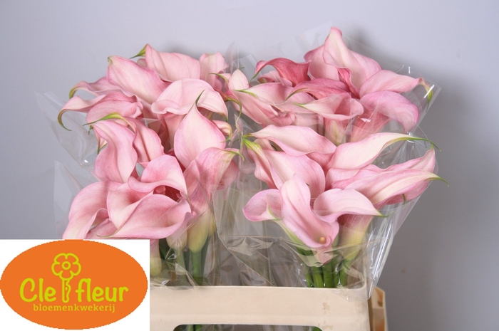 <h4>ZANT PINK DESIGN</h4>
