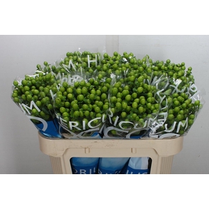 Hyp Coco Bamboo 70cm