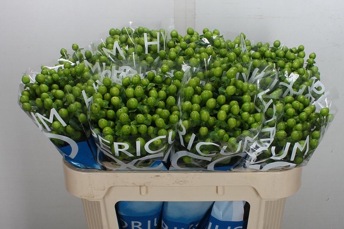 <h4>Hyp Coco Bamboo 70cm</h4>