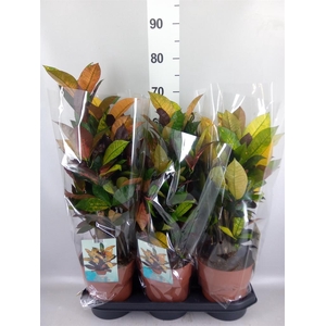 Codiaeum var. KL 'Mrs Iceton'