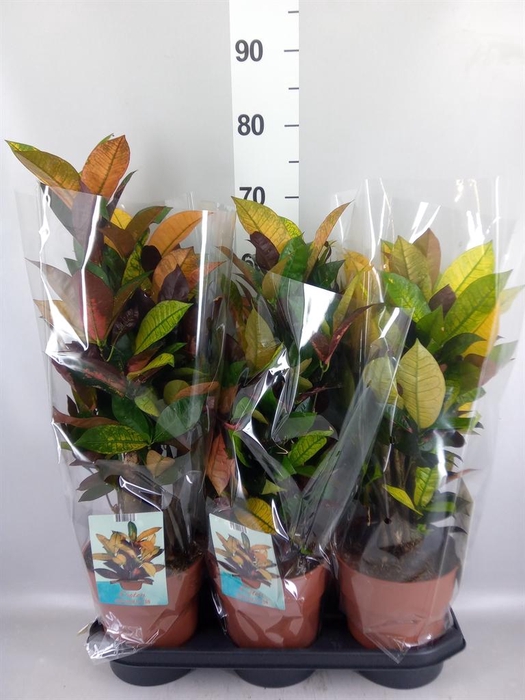 <h4>Codiaeum var. KL 'Mrs Iceton'</h4>