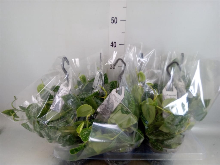 <h4>Scindapsus pictus 'Argyraeus'</h4>