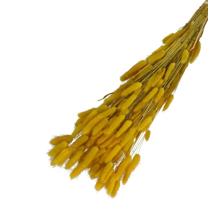 <h4>Droogbloem Lagurus 65cm 100g</h4>