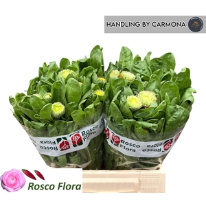 CALEND GREEN SPOT OR