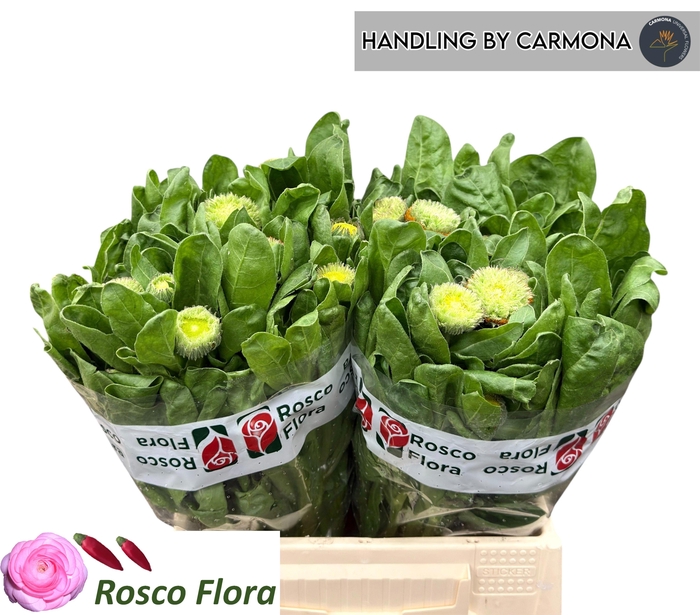 <h4>CALEND GREEN SPOT OR</h4>