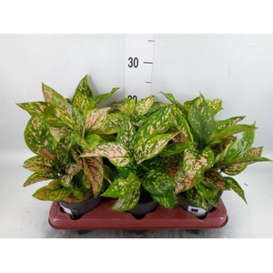 Aglaonema ...