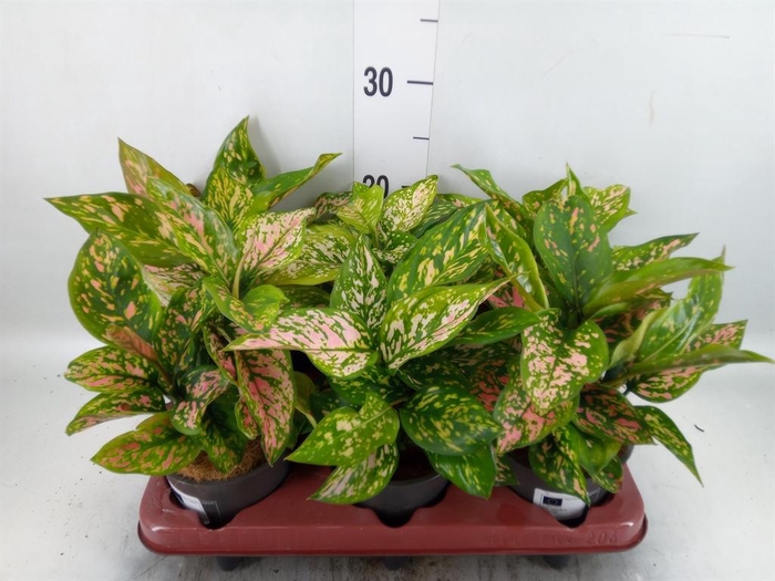 <h4>Aglaonema   ...</h4>