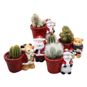 Cactus mix 5,5 cm in Kerstplanter