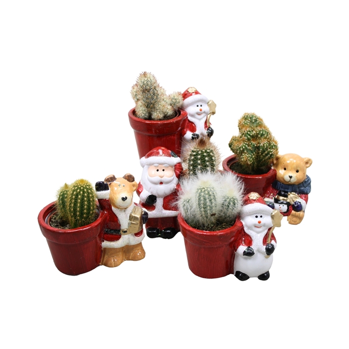 <h4>Cactus mix 5,5 cm in Kerstplanter</h4>