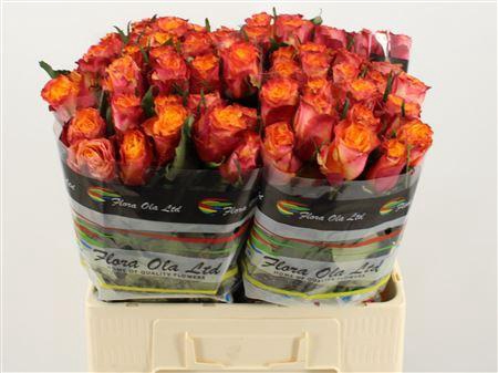 <h4>R Gr Wildfox</h4>