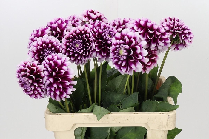 <h4>Dahlia Mystery Day</h4>