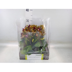 Phalaenopsis multi.   ...