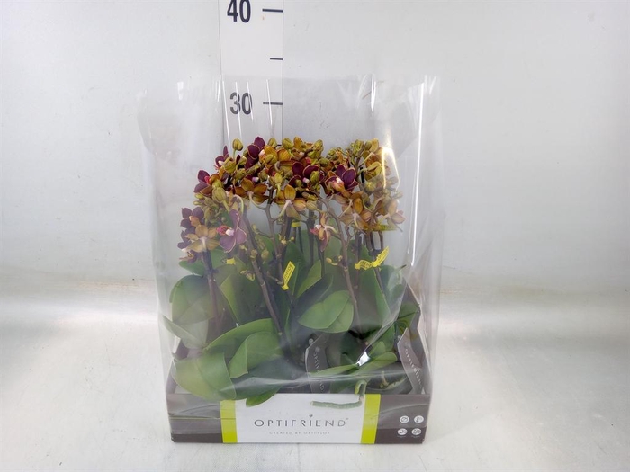<h4>Phalaenopsis multi. ...</h4>