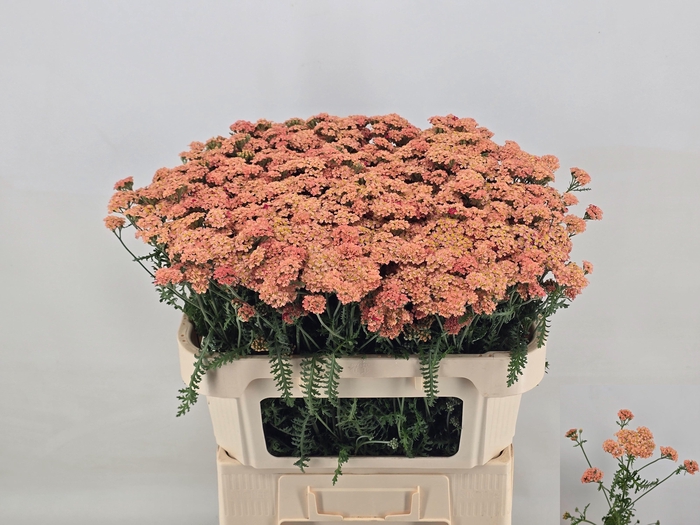 <h4>ACHIL M ANNEMIEKE</h4>