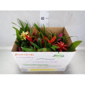 Bromelia   ...mix