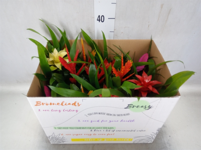 <h4>Bromelia   ...mix</h4>