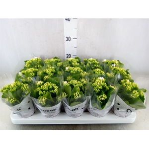 Kalanchoe  'Sibil'