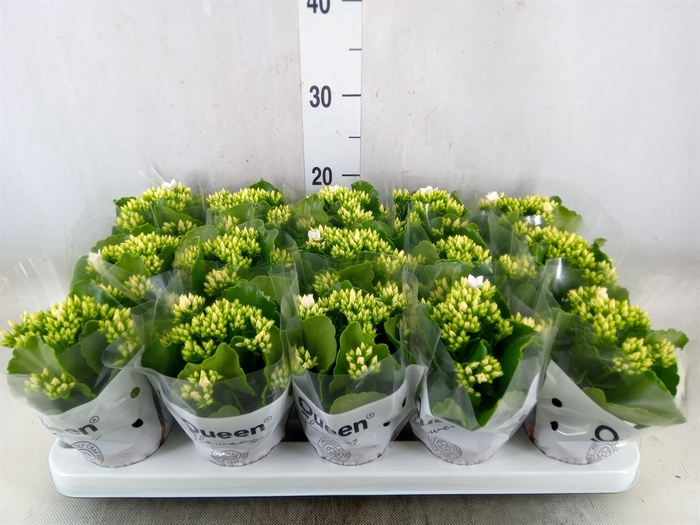 <h4>Kalanchoe  'Sibil'</h4>
