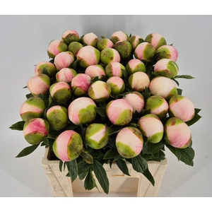 Paeonia Colonel Owen Cousins